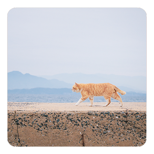 SAKEޥåȡ䡡CAT-1SAKEޥåȡ䡡CAT-1