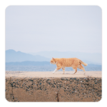 SAKEޥåȡ䡡CAT-1