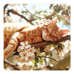SAKEޥåȡ䡡CAT-2