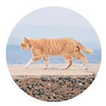 С 䡡CAT-12祻å